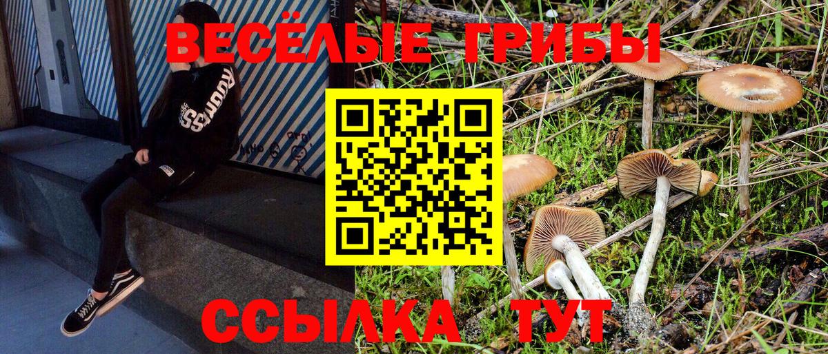 Новозыбков  закладки  Псилоцибиновые грибы мицелий  Вход с VPN  Галлюциногенные грибы ЛСД 